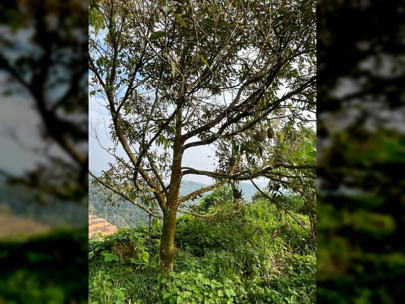 Below Market Price, Karak/Bentong Durian Farm. only less than RM 150k per acre.