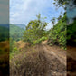 Below Market Price, Karak/Bentong Durian Farm. only less than RM 150k per acre.