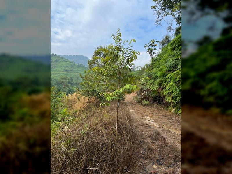 Below Market Price, Karak/Bentong Durian Farm. only less than RM 150k per acre.