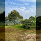 Below Market Price, Karak/Bentong Durian Farm. only less than RM 150k per acre.
