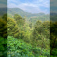 Below Market Price, Karak/Bentong Durian Farm. only less than RM 150k per acre.