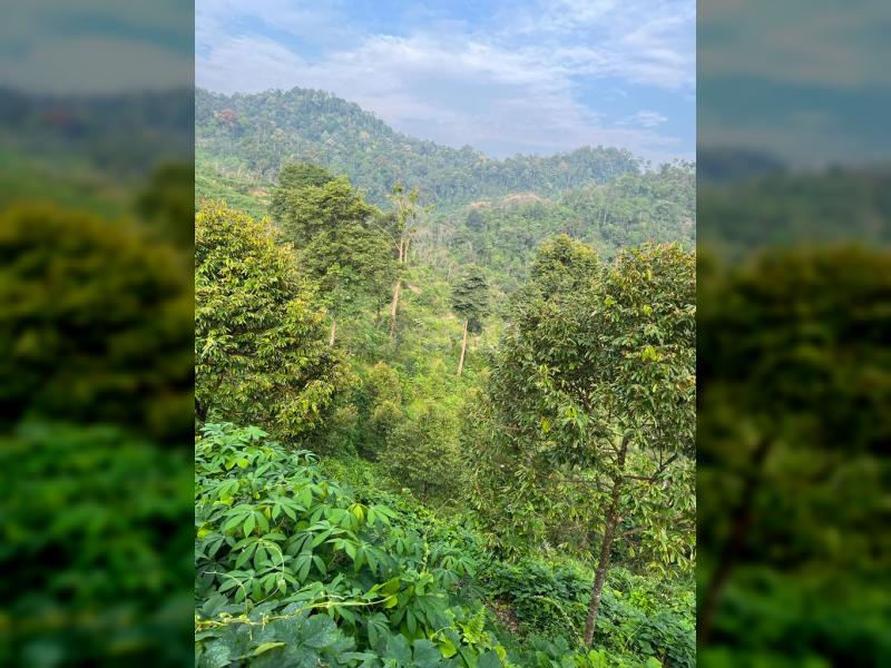 Below Market Price, Karak/Bentong Durian Farm. only less than RM 150k per acre.