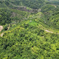 Below Market Price, Karak/Bentong Durian Farm. only less than RM 150k per acre.